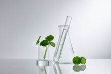 Laboratory And Research With Centella Asiatica. Natural Organic Botany And Scientific Glassware