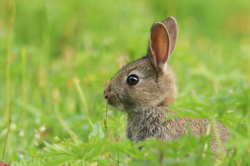 baby wild rabbit (oryctolagus cuniculus) sitting in a field.