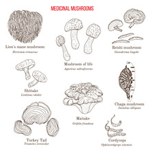 Vector Collection Of Hand Drawn Medicinal Mushrooms, Lichens And Seaweeds