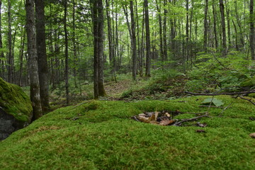 Wall Mural - A deciduous forest, Sainte-Apolline, Québec, Canada