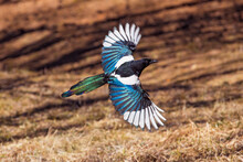 A Flying Magpie In The Park With Beautiful Large Wings Of Bright Colors
