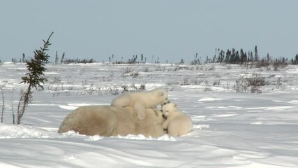 Wall Mural - polar bear cubs (ursus maritimus) mother with two three months old playful cubs at denning site, wap