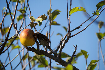 apple on tree