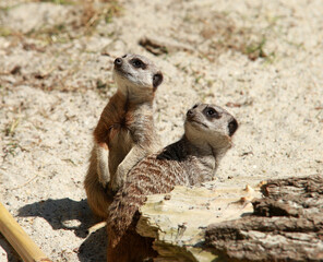 two meerkats shows up in the morning