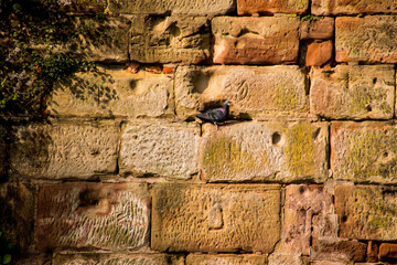 bird in wall