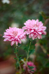 Two beautiful flowers like two sisters sharing their best moment together.