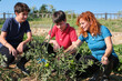 © Cavan Images - Mother with her sons examining a tomato plant in their garden.
