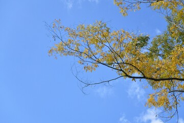 Wall Mural - blue sky and yellow leaves 