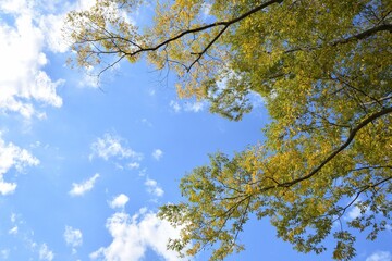 blue sky and yellow leaves 