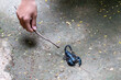 selective focus A big black scorpion and a mischievous boy's hand use a branch to play with a scorpion. Poisonous insects during the rainy season. Concept. Warning. Danger from poisonous animals.