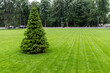 One fresh bright spruce tree growing on manicured mowed green grass lawn field at yard, city park or gold course on sunny day. Formal british garden and landscaping design. Lawn care serivce concept