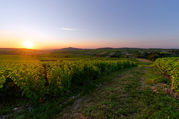 Wall Mural - Sancerre vineyard in the Loire valley