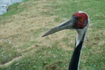 Poster - Selective focus shot of a white-naped crane in the meadow