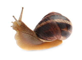 Wall Mural - Common garden snail crawling on white background