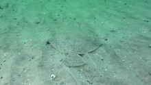 European Turbot (Scophthalmus Maximus) Swims Over A Sandy Bottom.