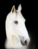 Fototapeta Konie - white and gray horse over black background