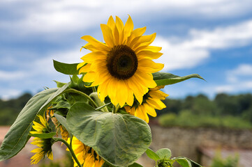 Wall Mural - tournesol,