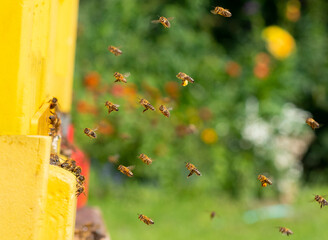 Poster - bee hive - bee breeding (Apis mellifera) close up