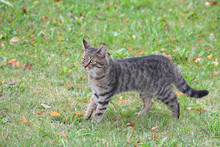 Hauskatze / Domestic Cat / Felis Domestica