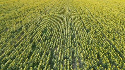 Poster - An aerial view of a vast agricultural field in the countryside in 4k