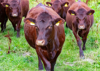 Wall Mural - Sussex cattle on marsh grazing