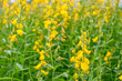 © nuwatphoto - Yellow flower fields of Sunn hemp or Crotalaria juncea is a tropical Asian plant