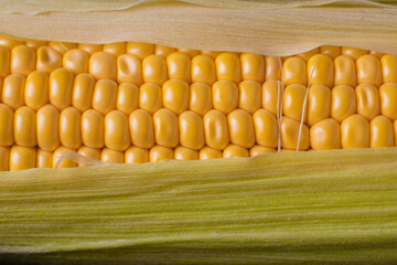 Wall Mural - An ear of raw corn close up. Healthy food, vegetarianism concept.