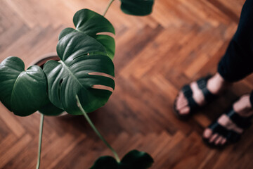 Top view of a house plant
