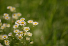 Daisy Fleabane Flowers On Green Bokeh Background, Wild Flowers Background With Space For Text.