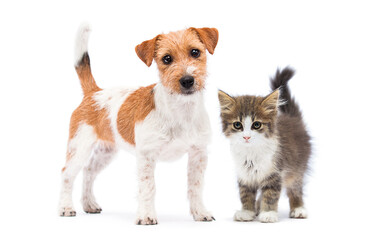 Wall Mural - kitten and puppy stand together on a white background