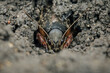 Mole crickets. Eyes to eyes. Macrophotography of an insect in its natural environment.