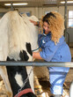 Student veterinarian and dairy cow