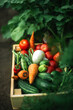 © Cavan Images - box of fresh organic vegetables  at organic farm