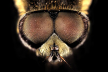 Super Macro Portrait Of A Babbler Fly Or Brachycera. Stacking Macro Photo Of An Insect On A Black Background. Incredible Details Of The Animal.