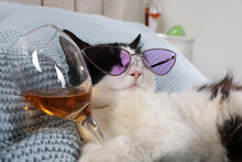 Cute Cat With Sunglasses And Glass Of Alcohol On Bed At Home. After Party Hangover