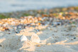 Seashells on the sand of the beach