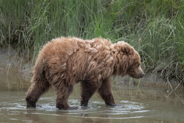 Wall Mural - Cute Brown Bear Cub, Lake Clark, Eating Grass