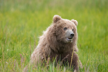 Wall Mural - Brown Bear Cub at Lake Clark