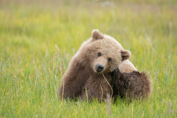 Wall Mural - Scratching Brown Bear, Lake Clark