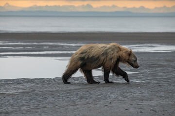 Wall Mural - Brown Bear Walking Cook Inlet Beach at Sunrise