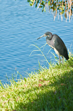 Front View, Medium Distance Of A Little Blue Heron Standing On The Edge Of A Tropical Lake, Preening Feathers And Waiting For Next Meal