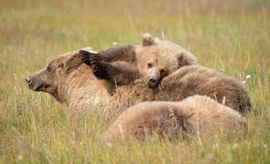 Wall Mural - Adorable Cub on Mom's Back, Lake Clark