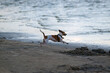 Mały pies biegnący wzdłuż linii brzegowej morza	
