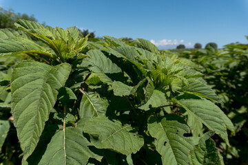 amaranth field whit blue sky