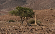 Wild Namibian Giraffes Sitting Under An Acacia Tree