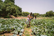 Group of young black girls working in a cabbage field in rural Africa, carrying water and irrigating vegetables; child labour concept