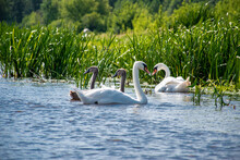 Swan Family On The Narew River, Podlaskie