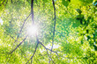太陽の光がキラキラ光る新緑の木