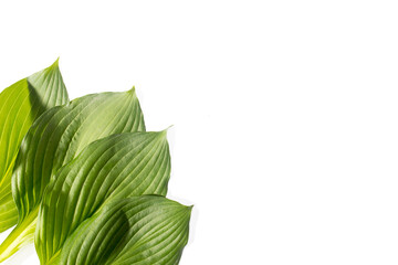 Wall Mural - Hosta leaves isolated on white in the form of a frame. Space for text. Copy space