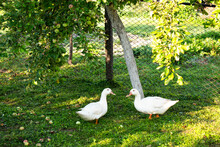 Two Ducks In The Garden
